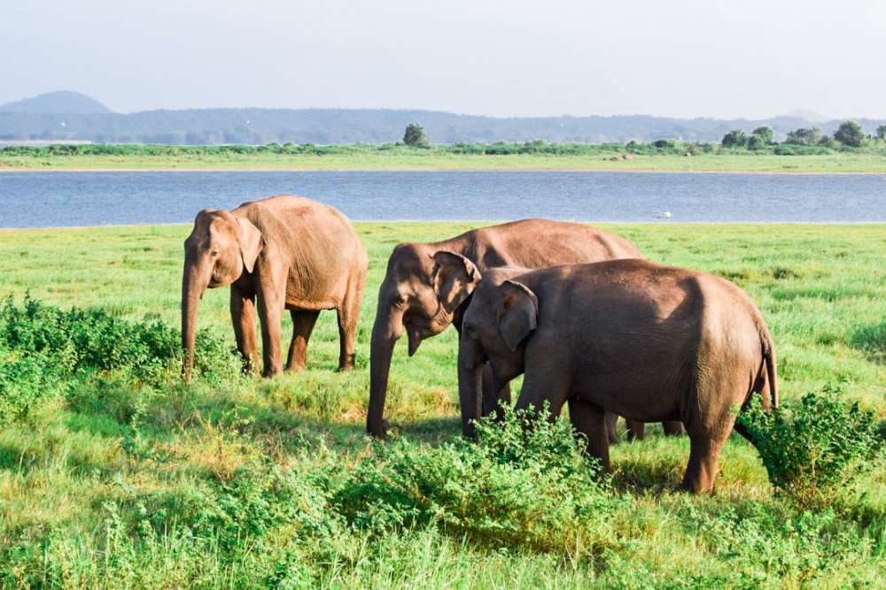 Safari au Sri Lanka en famille : Minneriya
